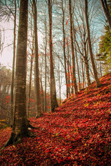 Forest fall/ Autumn forest in Romania 