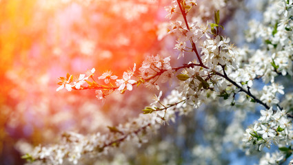 spring nature background. branch apple tree with  flowers close up. small depth of field. soft selective  focus. vintage style. instagram toning effect. used as background