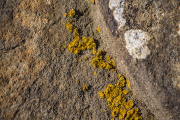 Lichen
