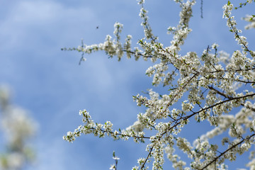 spring nature background. branch apple tree with  flowers over sky background. small depth of field. soft selective  focus.  used as background