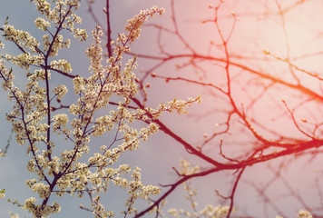 spring nature background. branch apple tree with  flowers over sky background. small depth of field. soft selective  focus.  used as background