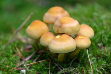wild Mushrooms in green forest, honey Armillaria ostoyae