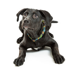 Well-Behaved Puppy Lying Down Looking Up