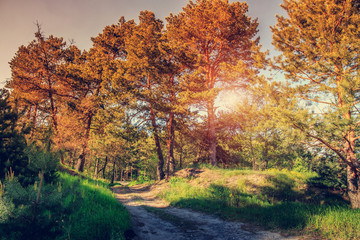 Fototapeta premium beautiful sunny day in the forest. dazzling sun breaks through the branches of majestic pines. dirt road in the woods. soft light filter