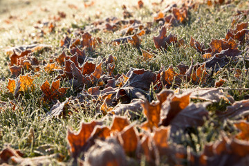 Herbst, Herbstblätter, Raureif, Frost, Winter