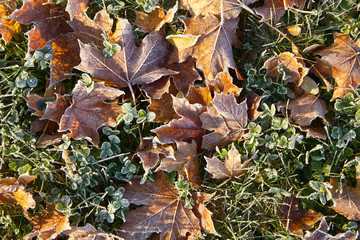 Herbst, Herbstblätter, Raureif, Frost, Winter