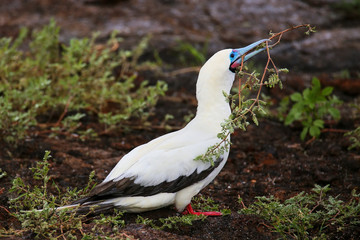 Red-footed Booby (Sula sula) with a stick in its beak