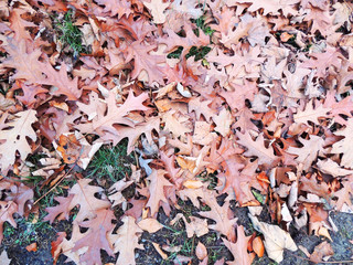 Fallen red oak leaves (Quercus rubra)