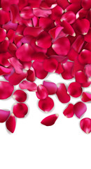 Red rose petals. valentine card background, vector illustration