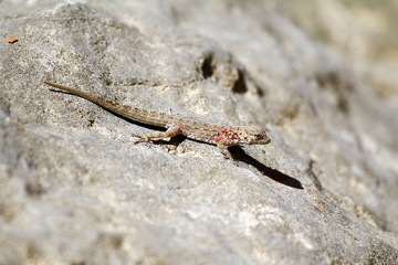 Geckobia mites parasites sucking a blood from gecko skin - Oman