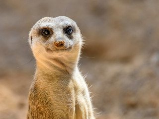 Meerkat or Suricate (Suricata Suricatta) in Africa