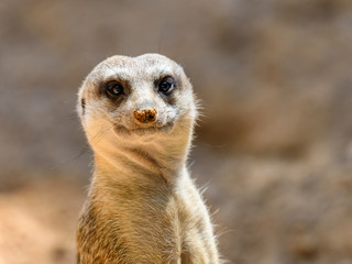 Meerkat or Suricate (Suricata Suricatta) in Africa