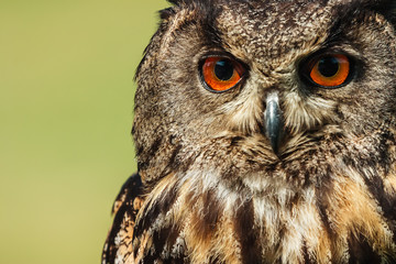 Uhu Portrait