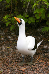 Nazca Booby displaying, Genovesa Island, Galapagos National Park