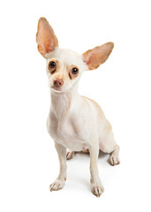 White Chihuahua Dog With Tear Stains