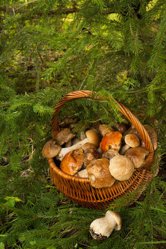 Wicker Basket With Fresh Edible Mushrooms Near fir-tree In Forest, Top View. Mushroom Boletus Edulis (Porcini).