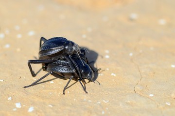 Bugs