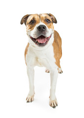 Pit Bull Crossbreed Dog Happy Expression