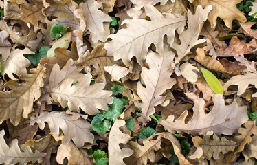 Top view of the fallen oak leaves