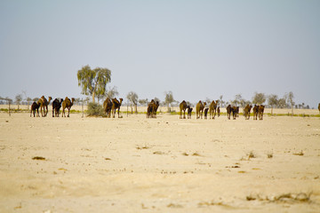 Fototapeta na wymiar Camel caravan going through the desert on beautiful sunrise