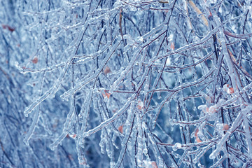 Frozen in the ice tree branches. Frozen tree branch in winter.