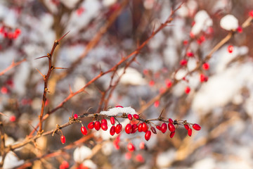 sunlit branch of barberry (berberis) covered with first snow