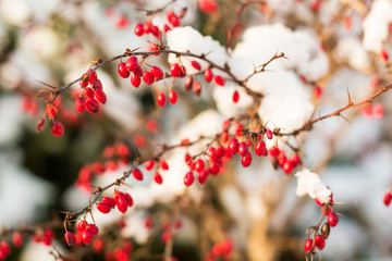 sunlit branch of barberry (berberis) covered with first snow