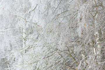Frozen in the ice tree branches. Frozen tree branch in winter.