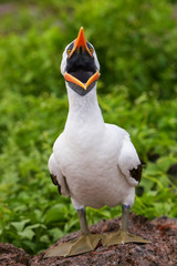 Nazca Booby on Genovesa Island, Galapagos National Park, Ecuador
