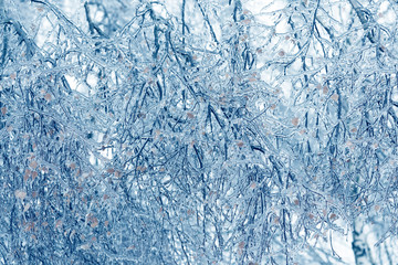 Frozen in the ice tree branches. Frozen tree branch in winter.