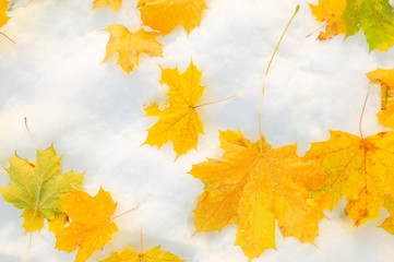 yellow leaves on snow