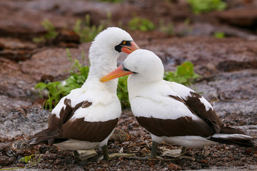 Nazca Boobies (Sula granti) preening each other