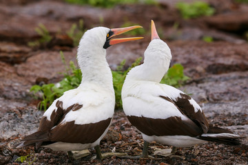 Nazca Boobies on the nest, Genovesa Island, Galapagos National P