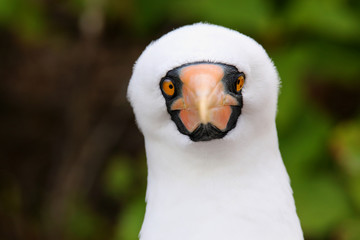 Portrait of Nazca Booby (Sula granti)