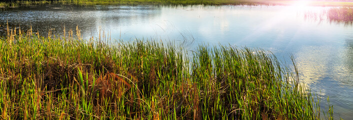 wonderful nature background. grass near lake with mist in the morning sun