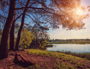 Fototapeta premium wonderful landscape. beautiful sunset on the lake. Sun enlightens the shore and trees. 