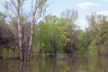 Fototapeta na wymiar Trees in the water. Immersed forest in the spring. Two high poplar on front
