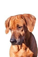Sad dog eyes. Portrait of a dog. Place for your text. Rhodesian Ridgeback isolated on white.