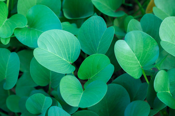 Green oval leaves at cloudy day background. Top side view.