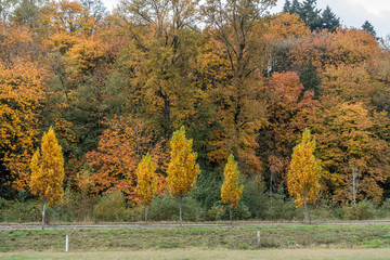 Shades Of Autumn Yellow 4