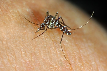 Tiger mosquito Aedes albopictus biting human skin