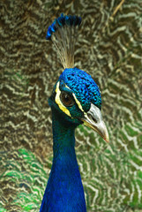 Obraz premium peacock portrait