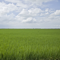 Fototapeta premium Rice field green grass .