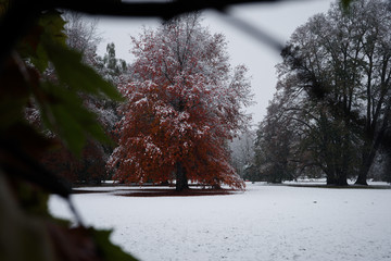Red Tree in Winter Landscape