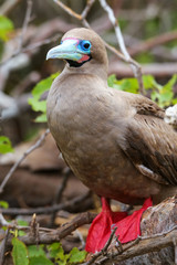 Red-footed booby on Genovesa island, Galapagos National Park, Ec