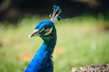 Obraz premium Indian peacock species