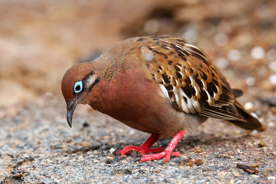 Galapagos Dove on Genovesa Island, Galapagos National Park, Ecua