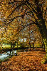 Fototapeta na wymiar Autumnal vibrant colors in forest