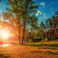 A beautiful view by the lake  in forest during sunset in autumn evening. majestic sunset in nature. Fantastic river with fresh grass in the sunlight. unusual picturesque scene.