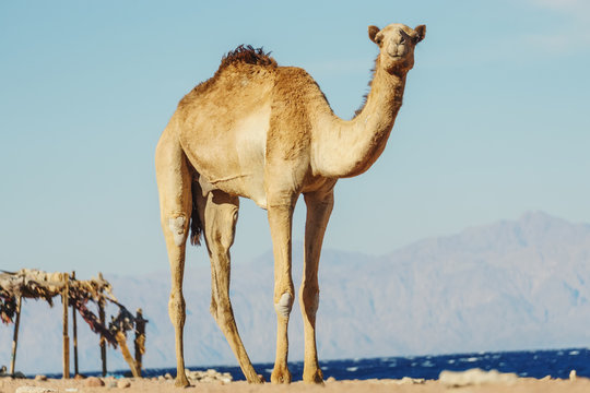 Desert landscape with camel next to Red Sea.